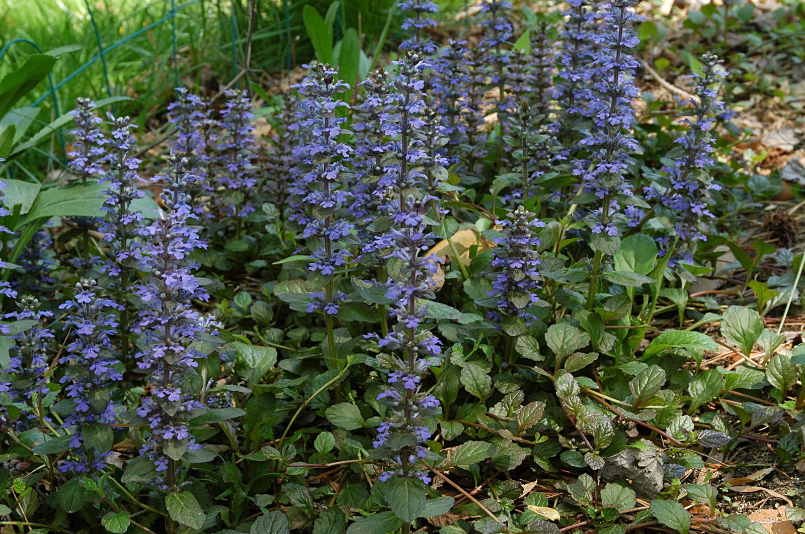 Chocolate Chip Carpet Bugle (Ajuga reptans 'Chocolate Chip') plant