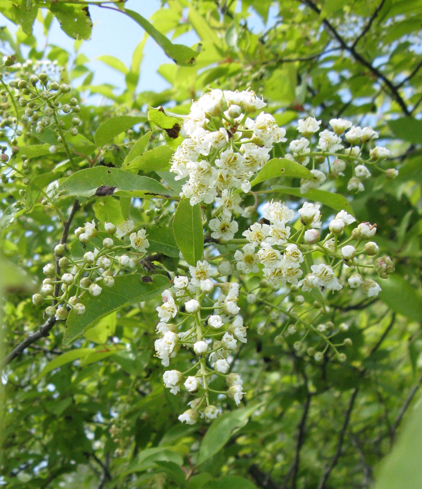 Chokecherry (Prunus virginiana) plant