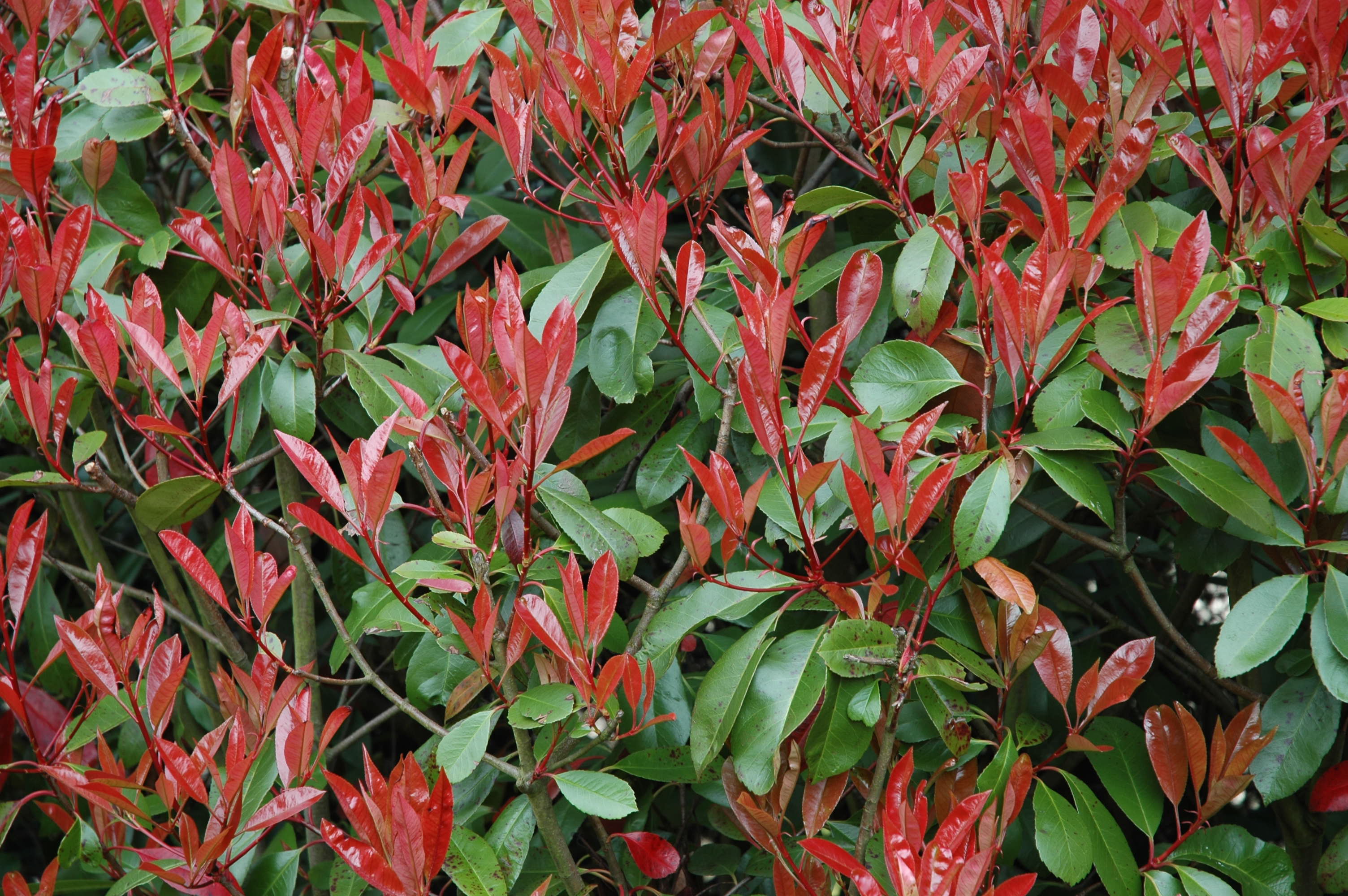 Christmas Berry (Photinia × fraseri) plant