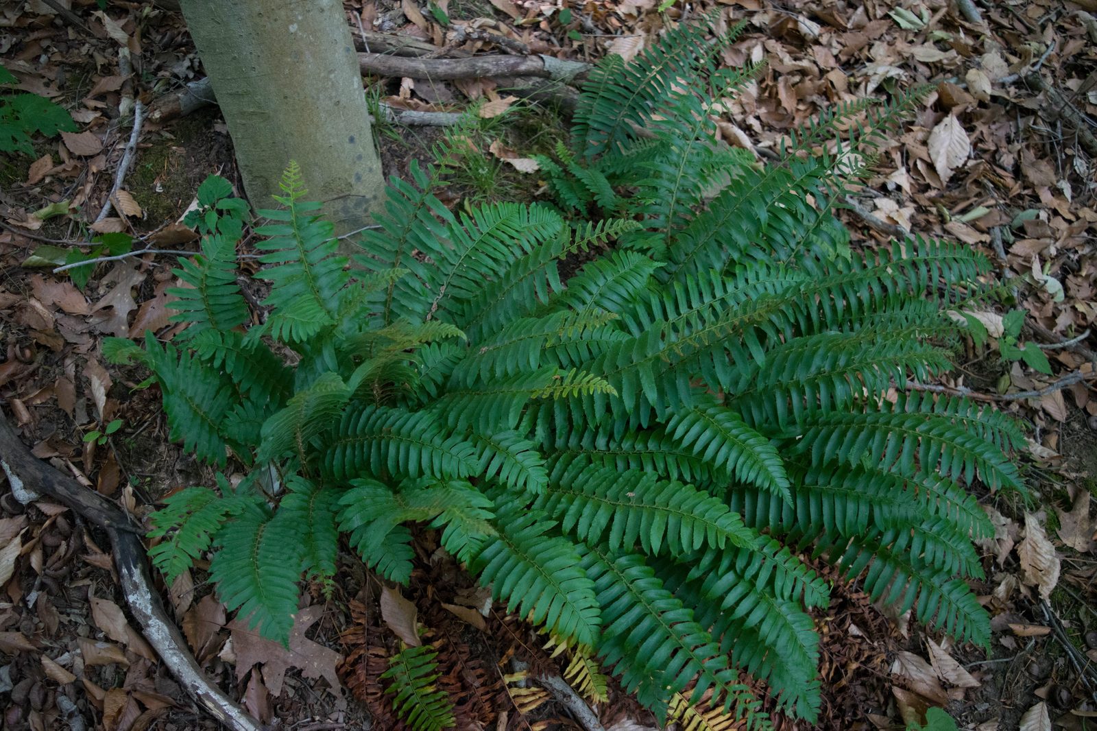 Christmas Fern (Polystichum acrostichoides) plant