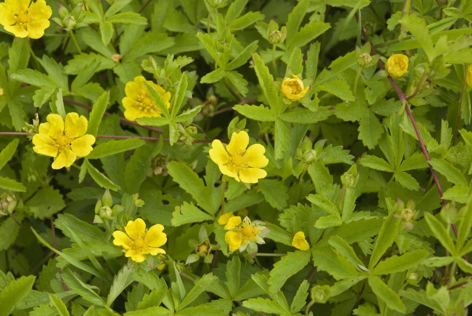 Cinquefoil (Potentilla reptans) plant
