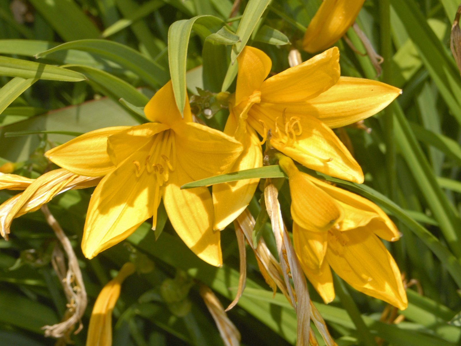 Citron Daylily (Hemerocallis citrina) plant