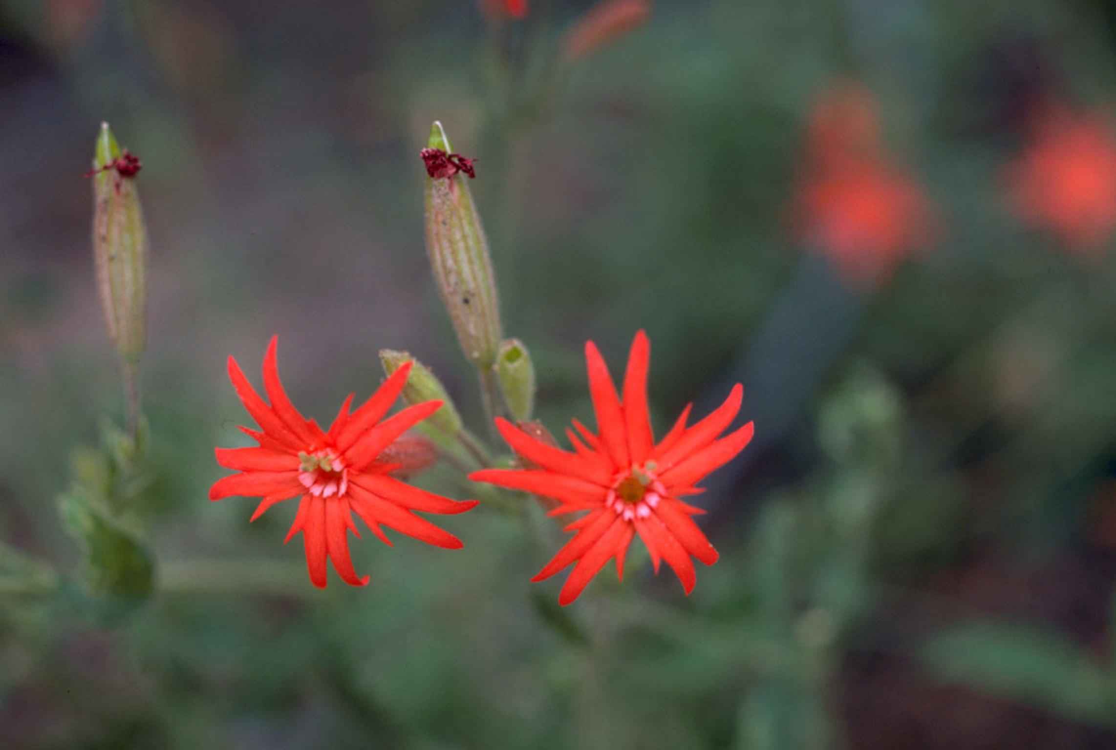 Clammy Campion (Silene rotundifolia) plant