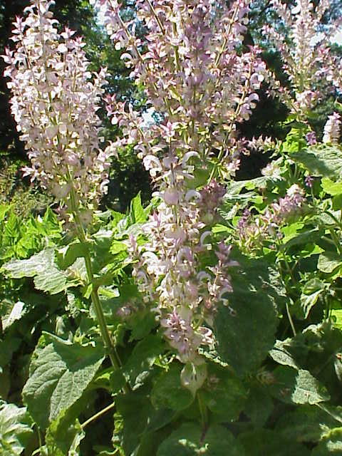 Clary Sage (Salvia sclarea) plant