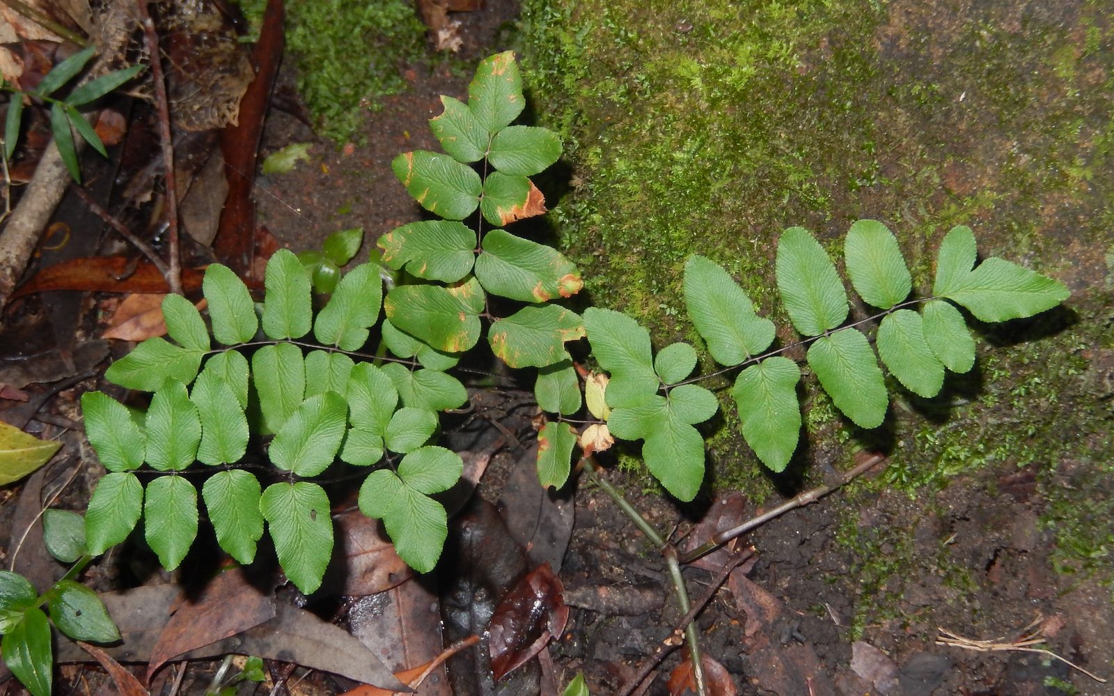 Cliff Green (Pellaea viridis) plant