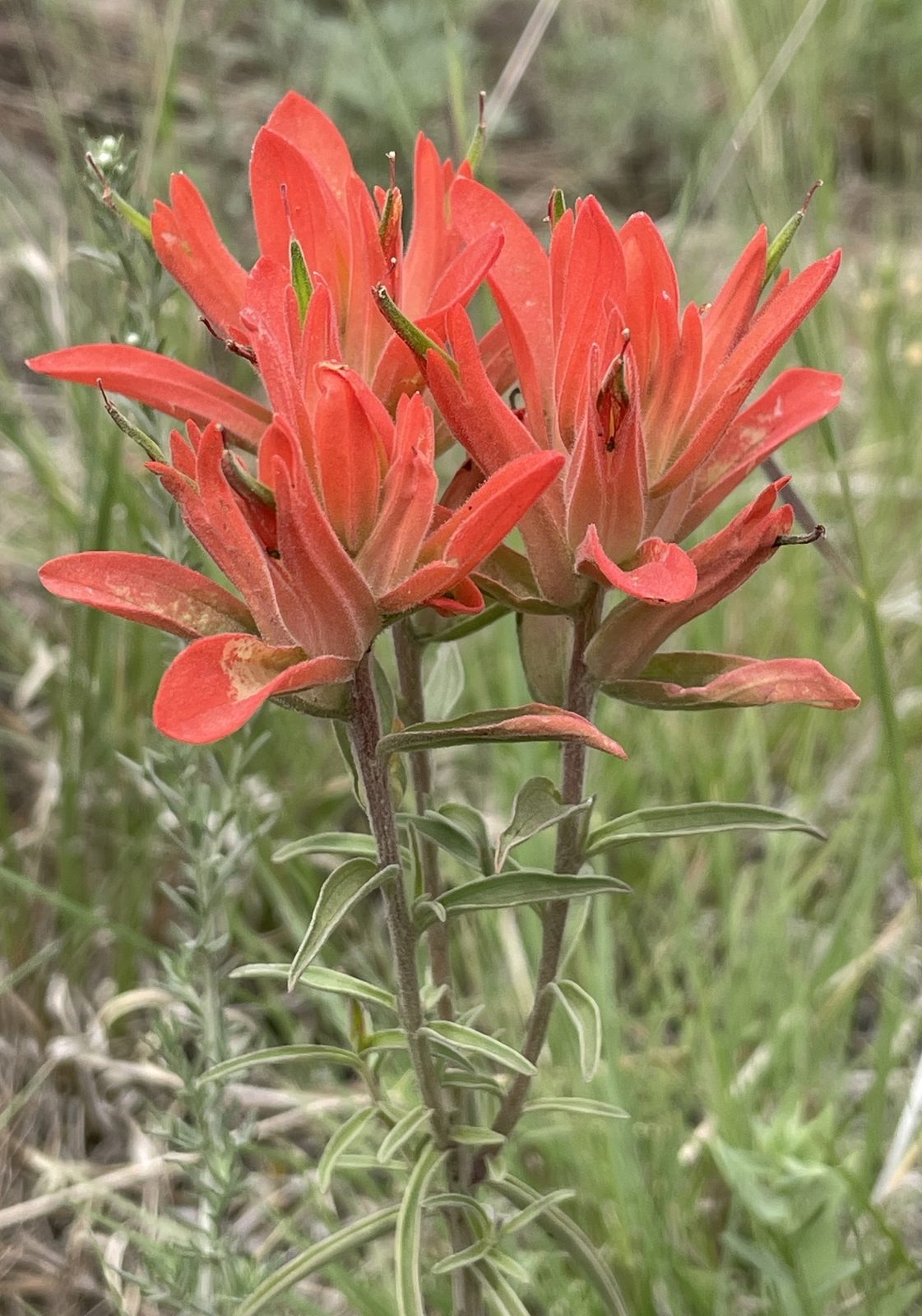 Cliff Paintbrush (Castilleja rupicola) plant