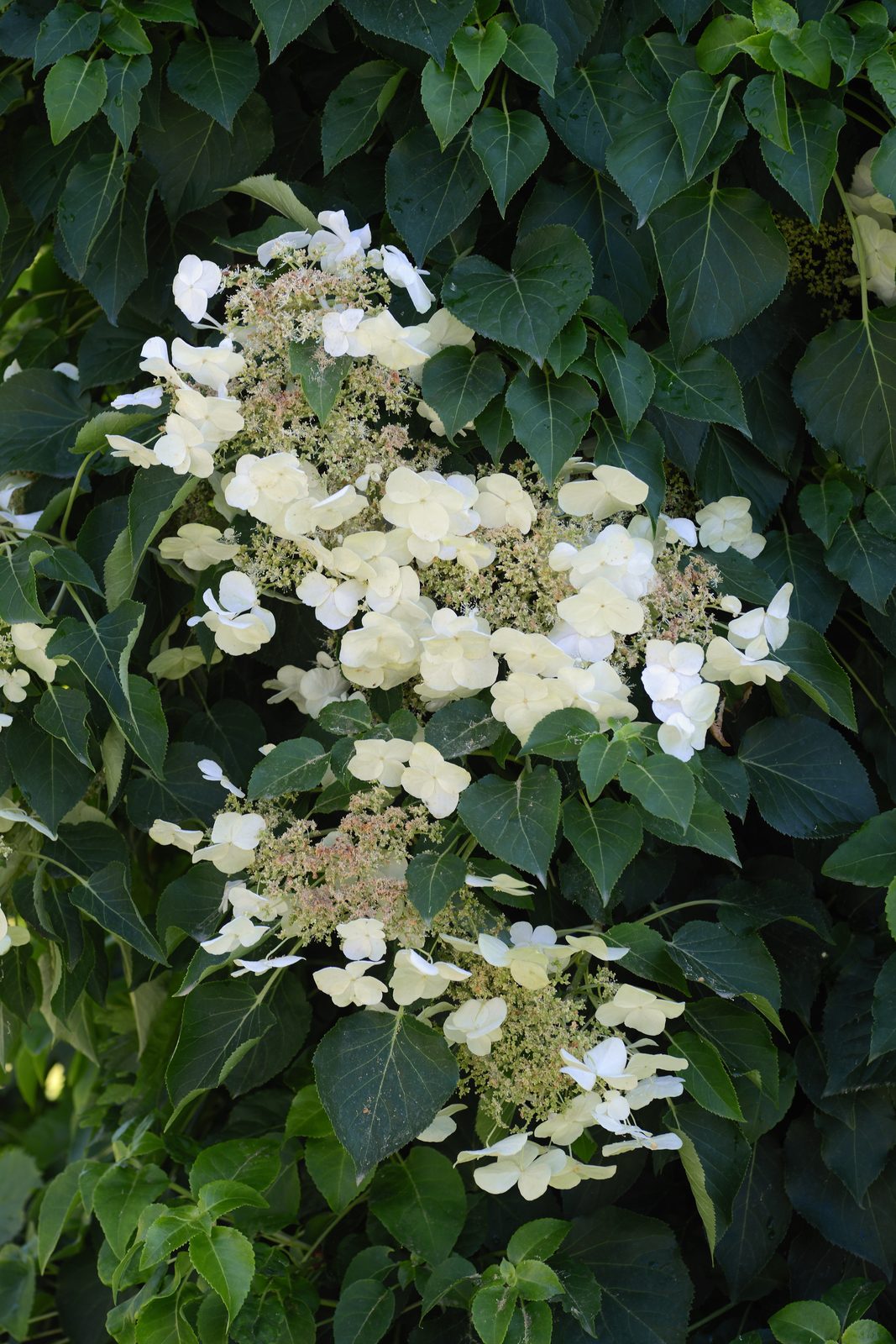 Climbing Hydrangea (Hydrangea anomala subsp. petiolaris) plant