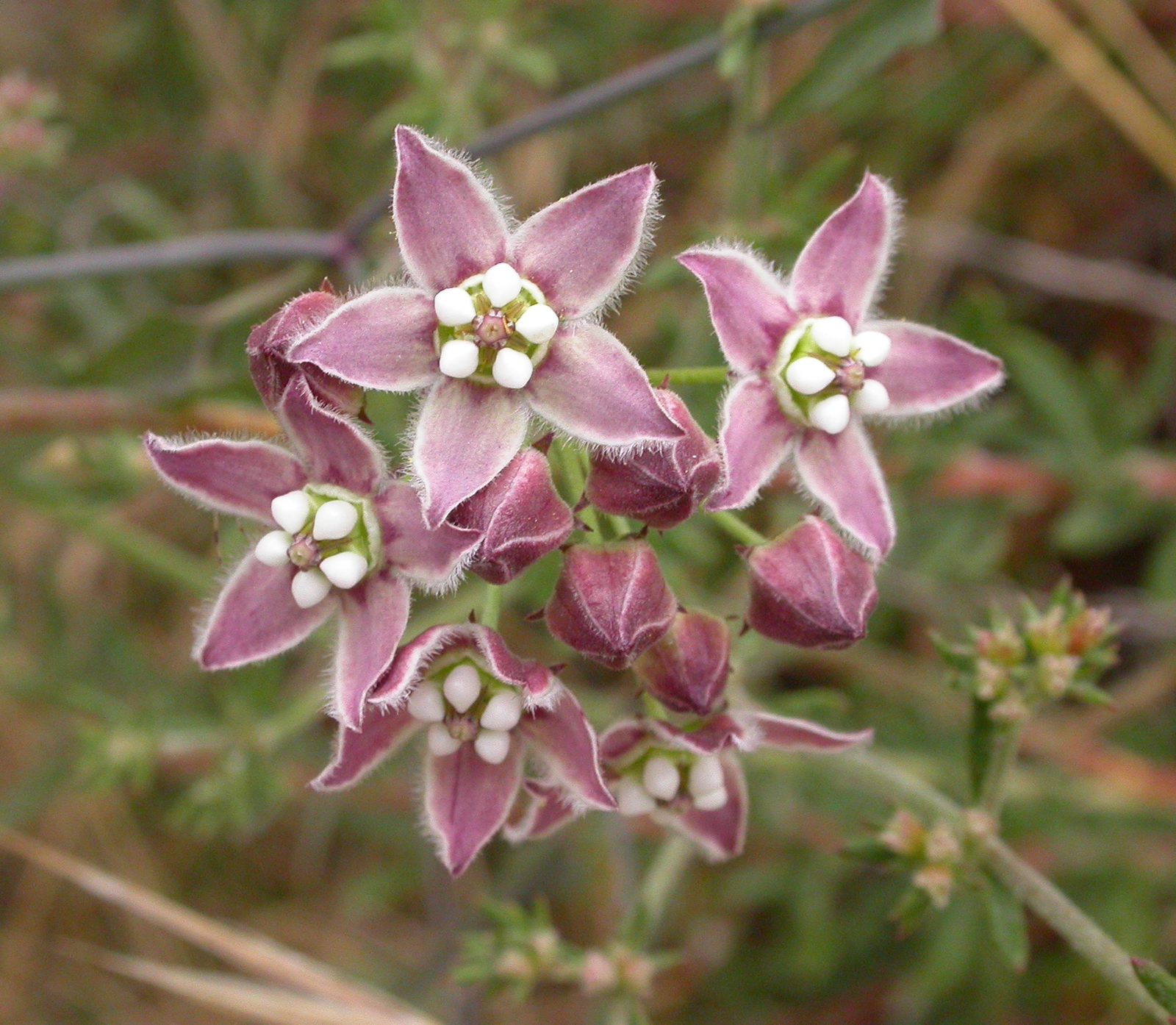 Climbing Milkweed (Funastrum cynanchoides) plant