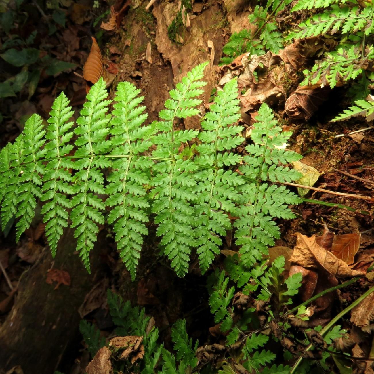 Clinton's wood fern (Dryopteris clintoniana) plant — close-up photo