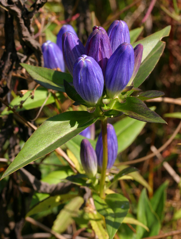 Closed Gentian (Gentiana andrewsii) plant