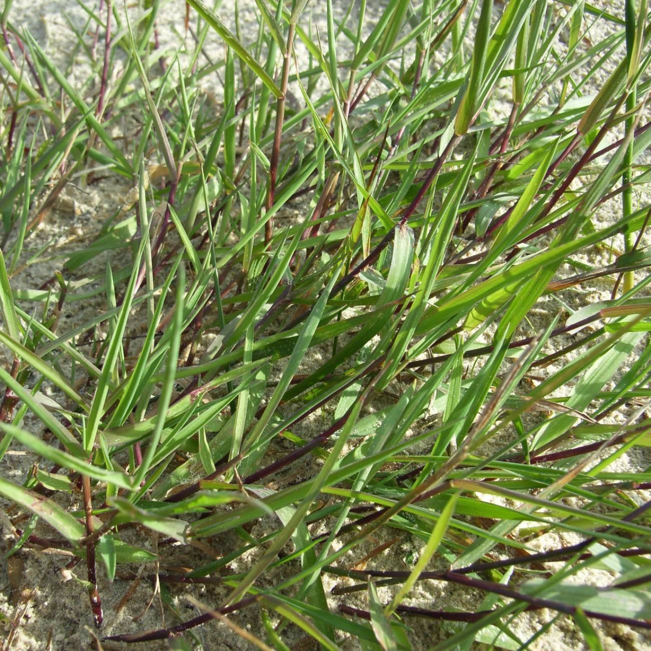 cloud grass (Agrostis palustris 'Pennlinks') plant — close-up photo
