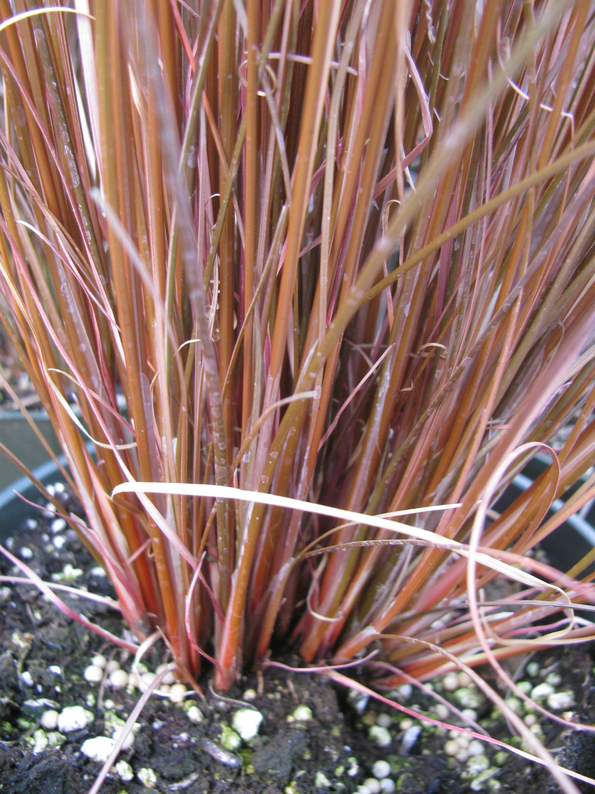 Cloud Sedge (Carex buchananii) plant
