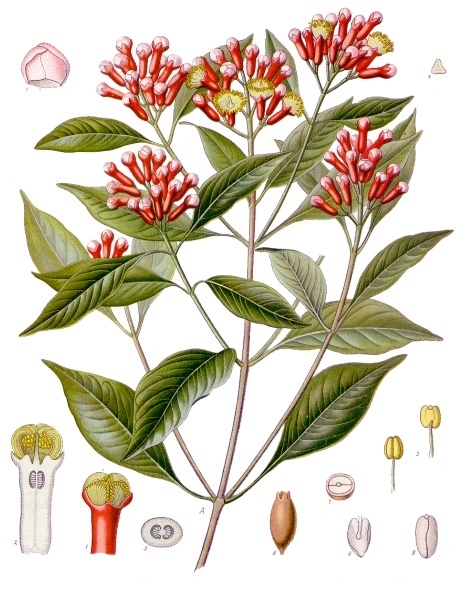Clove (Syzygium aromaticum) plant