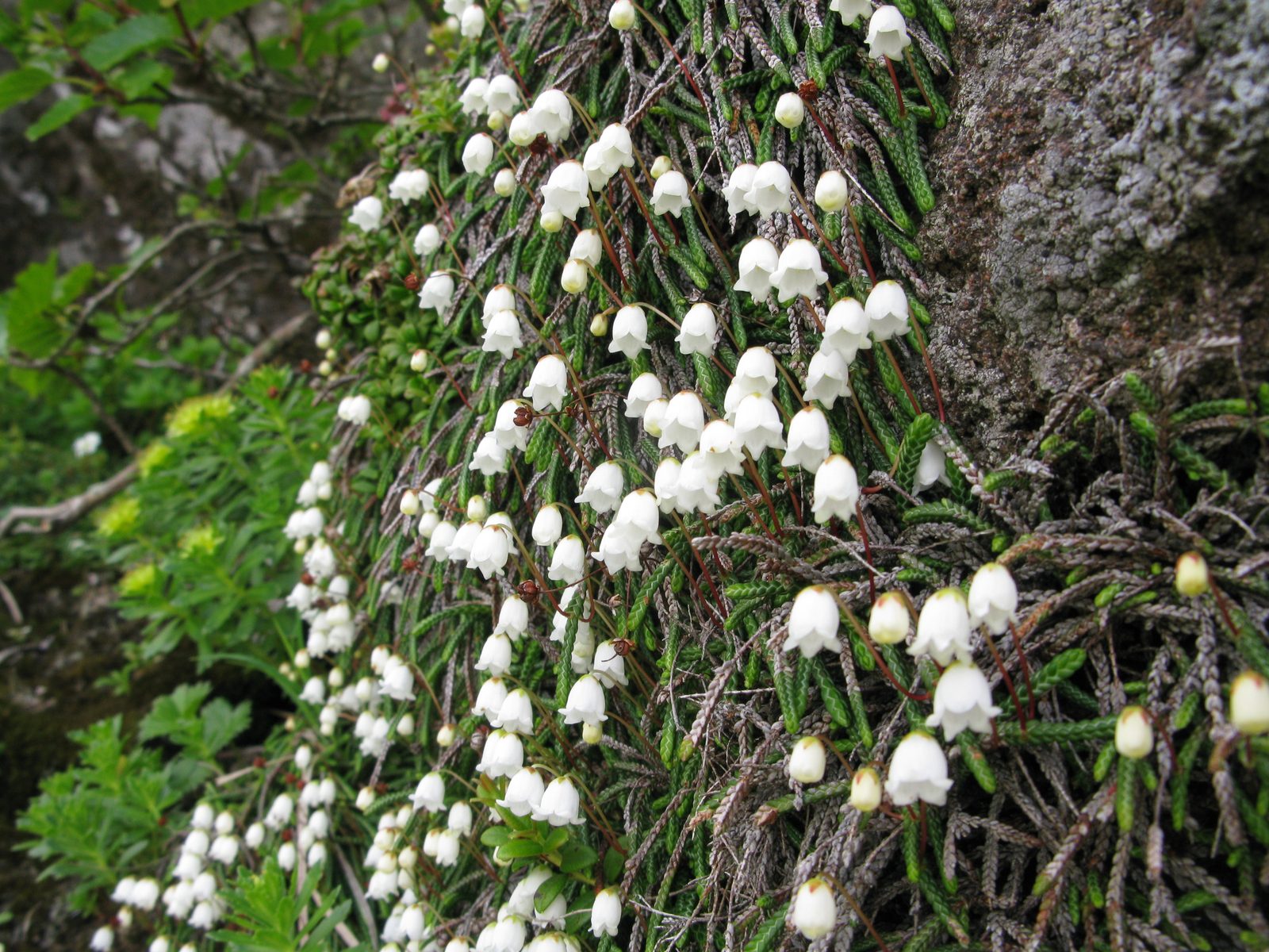 Clubmoss Mountain Heather (Cassiope lycopodioides) plant