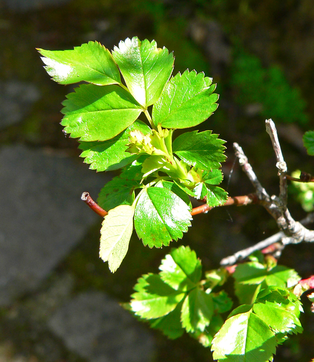 Clustered Wild Rose (Rosa pisocarpa) plant