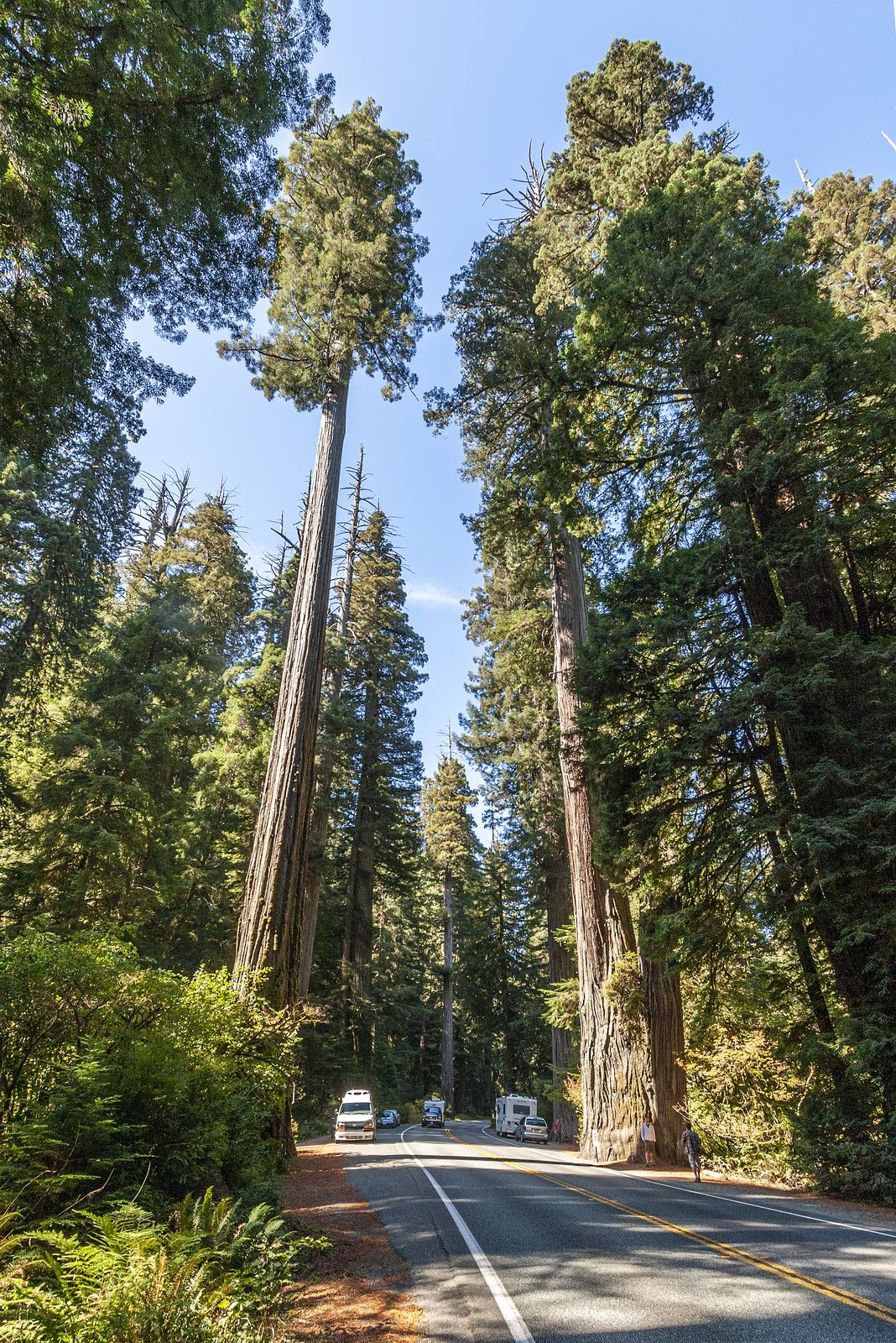 Coast Redwood (Sequoia sempervirens) plant