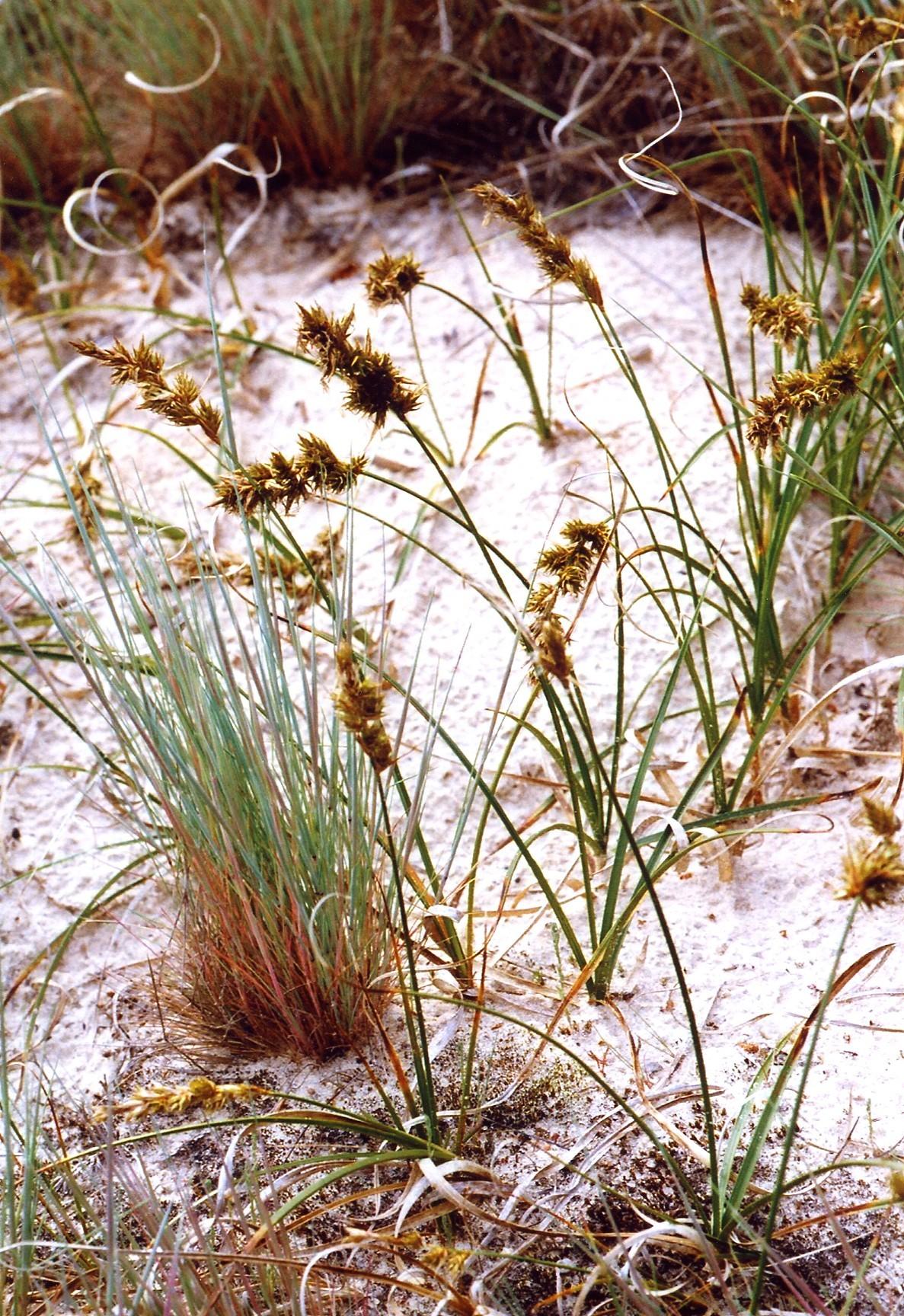 Coastal Sand Sedge (Carex arenaria) plant
