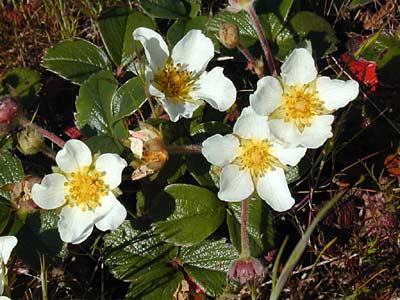 Coastal Strawberry (Fragaria chiloensis) plant