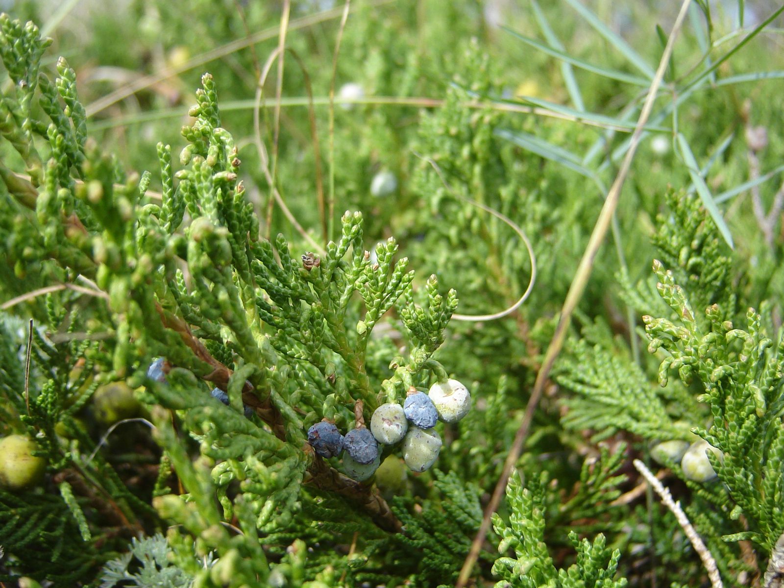 Coffin Juniper (Juniperus horizontalis 'Wiltonii') plant