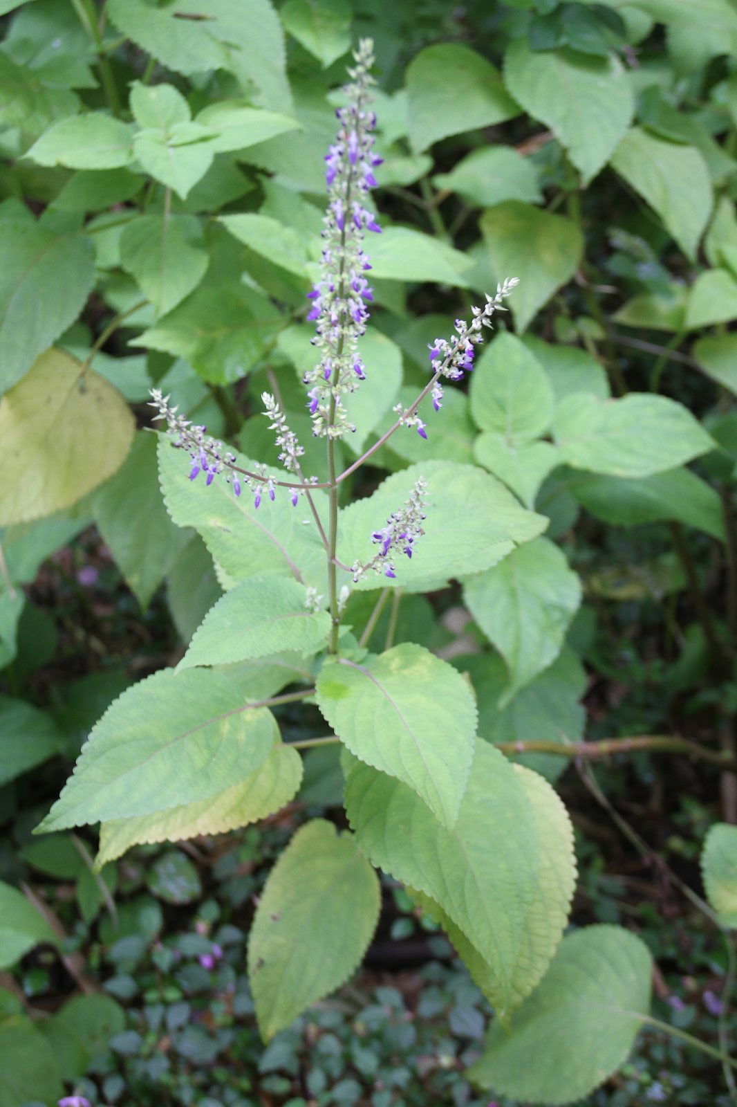 Coleus (Plectranthus scutellarioides (syn. Solenostemon scutellarioides)) plant