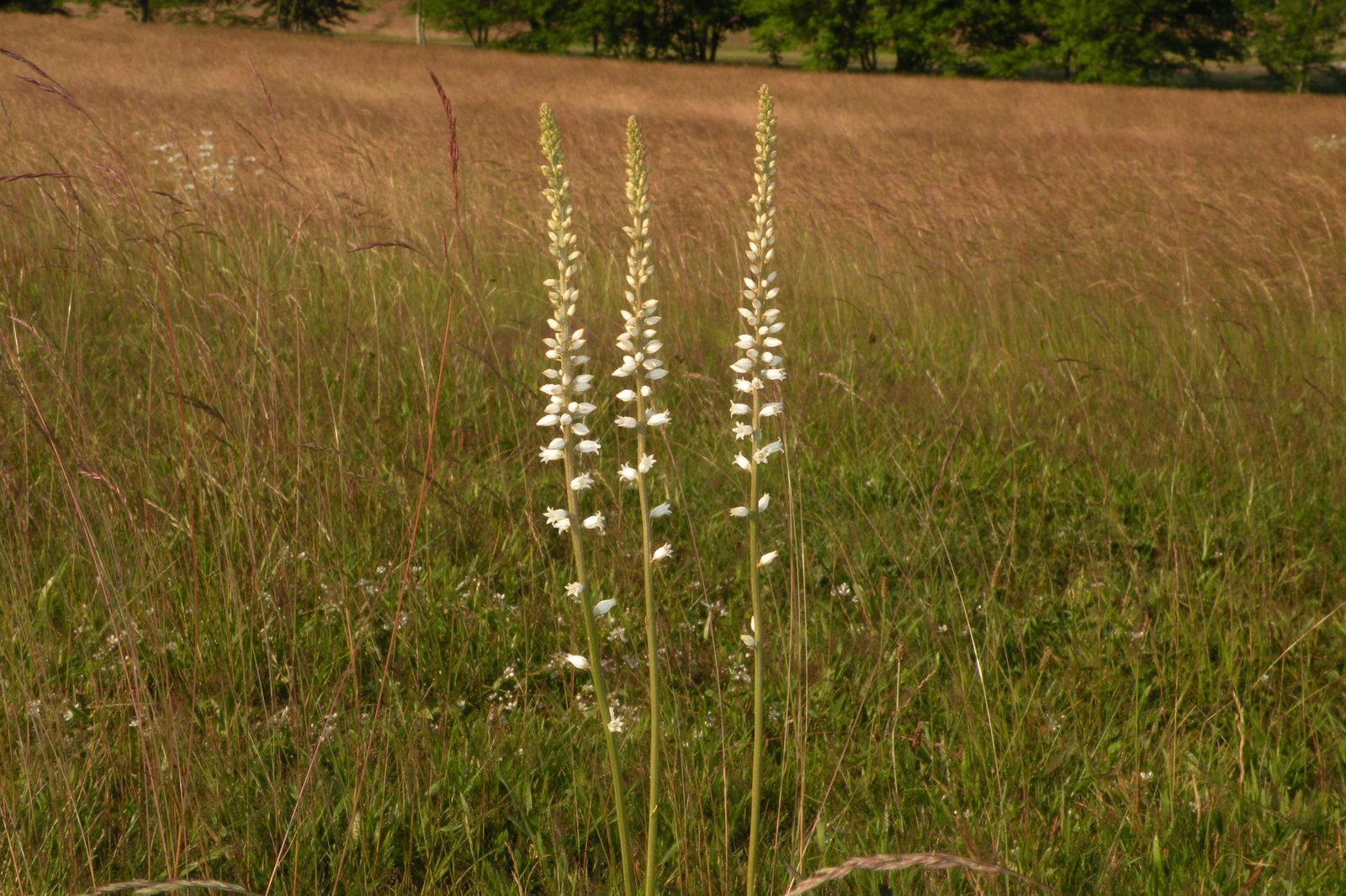 Colicroot (Aletris farinosa) plant