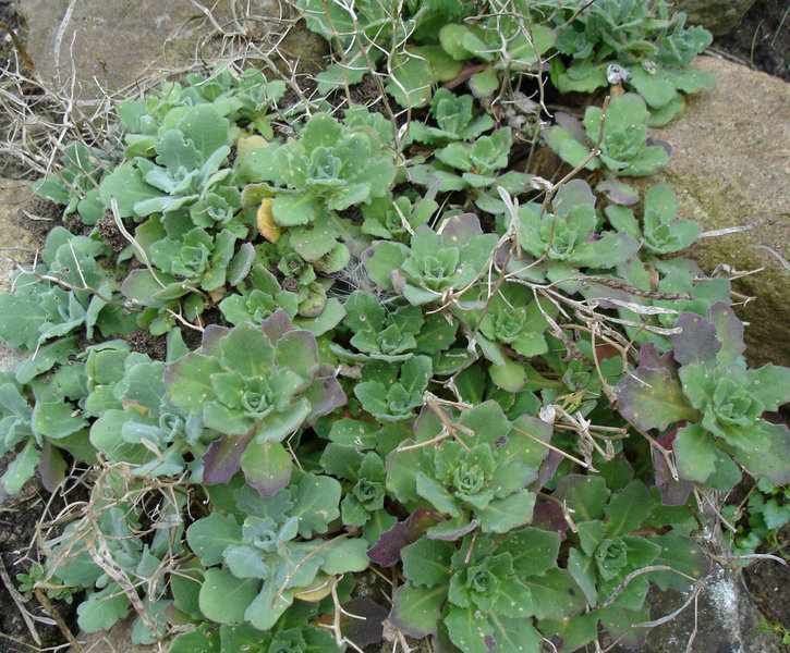 Collins Rockcress (Arabis collinsii) plant