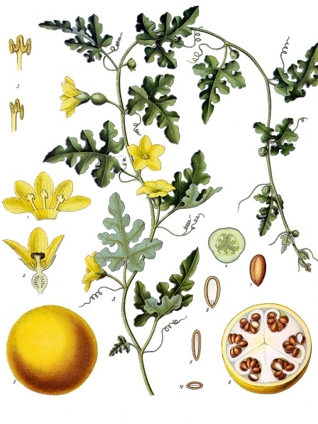 Colocynth (Citrullus colocynthis) plant