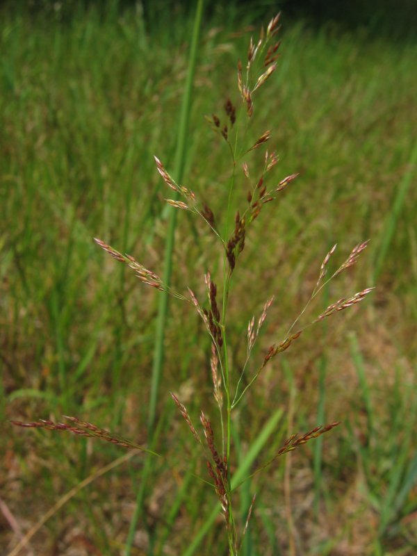 Colonial Bentgrass (Agrostis capillaris) plant