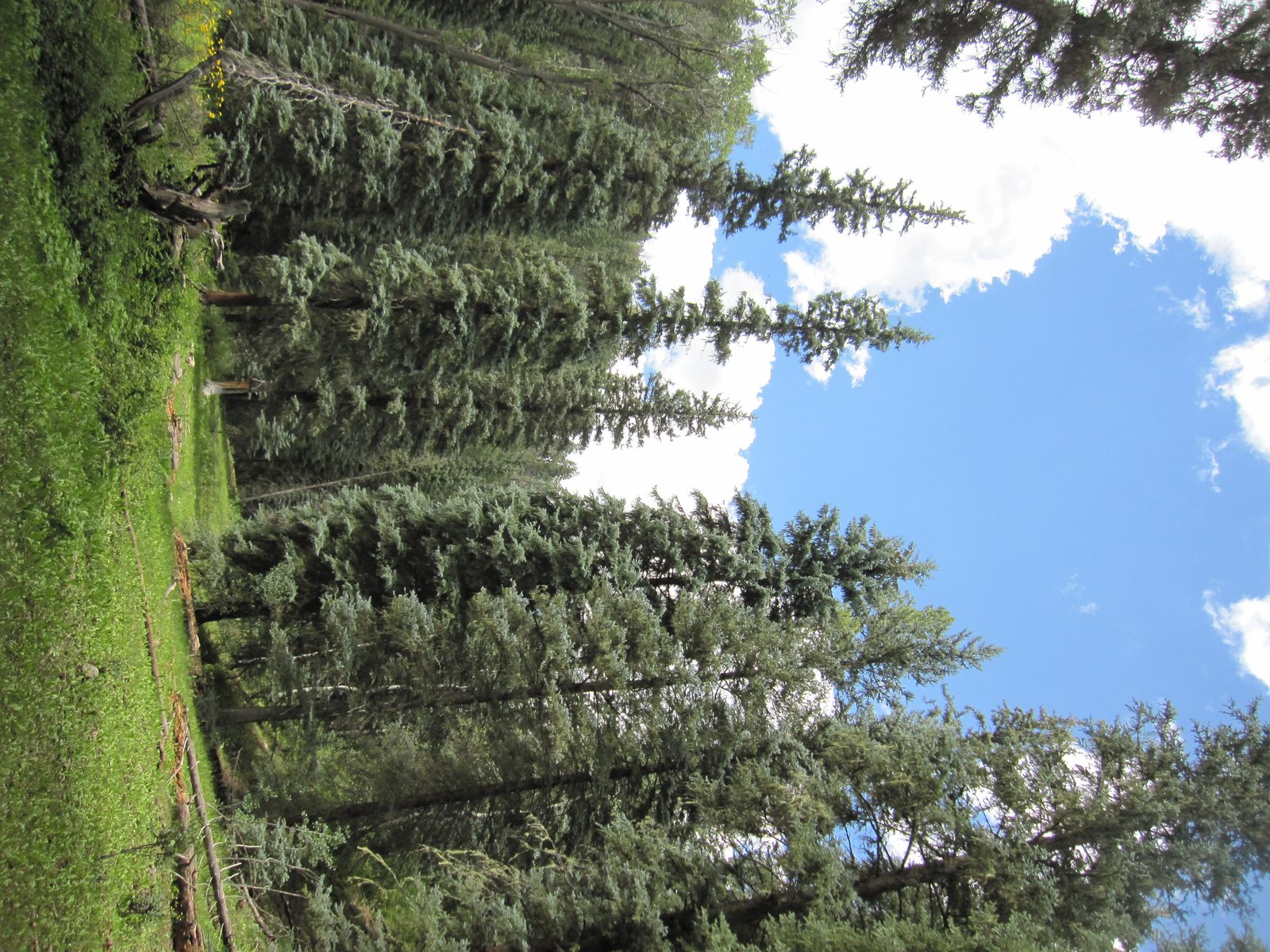 Colorado Blue Spruce (Picea pungens) plant