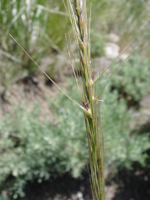 Columbia Needlegrass (Eriocoma nelsonii subsp. dorei (syn. Achnatherum nelsonii subsp. dorei)) plant