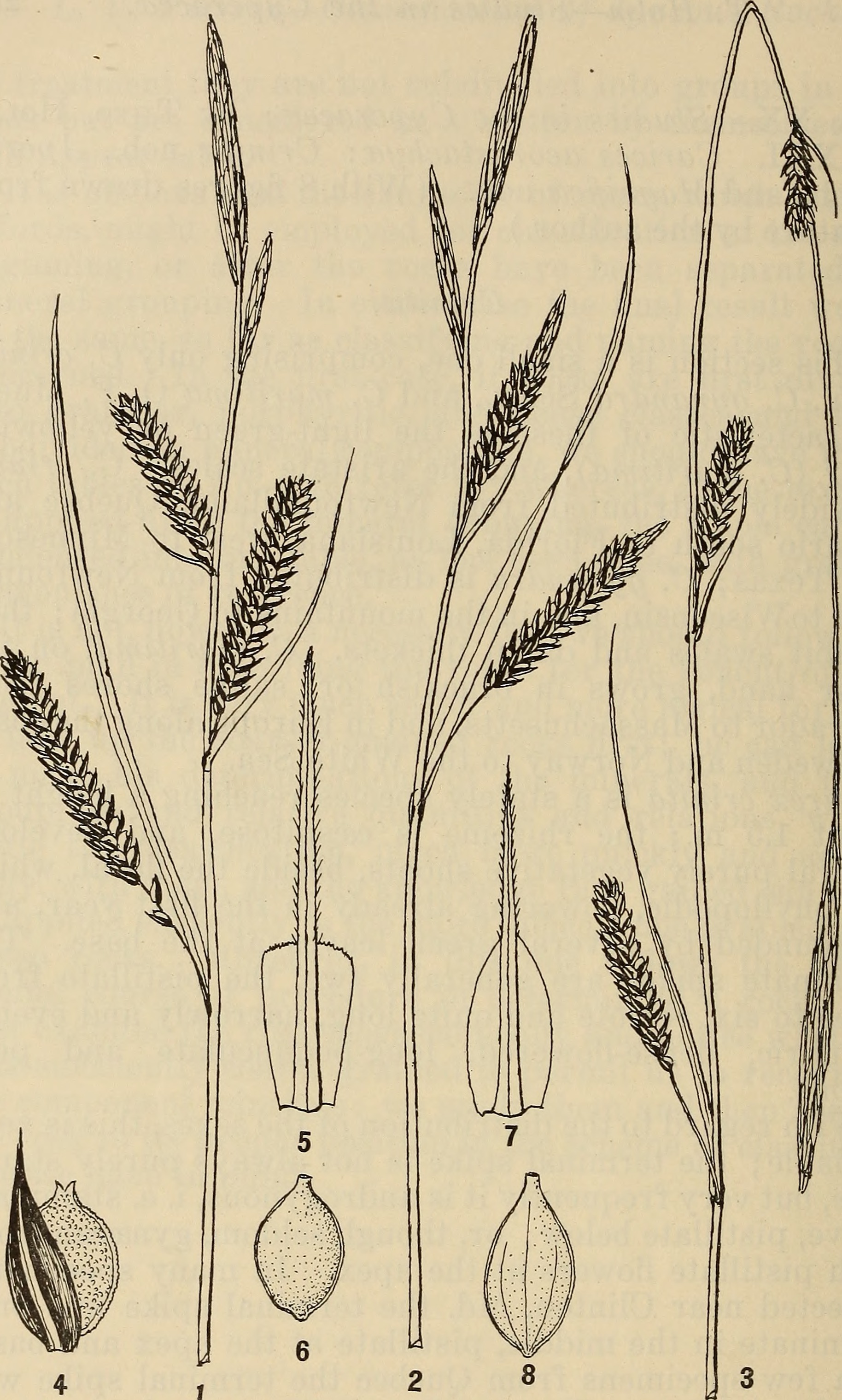 Columbia Sedge (Carex aperta) plant