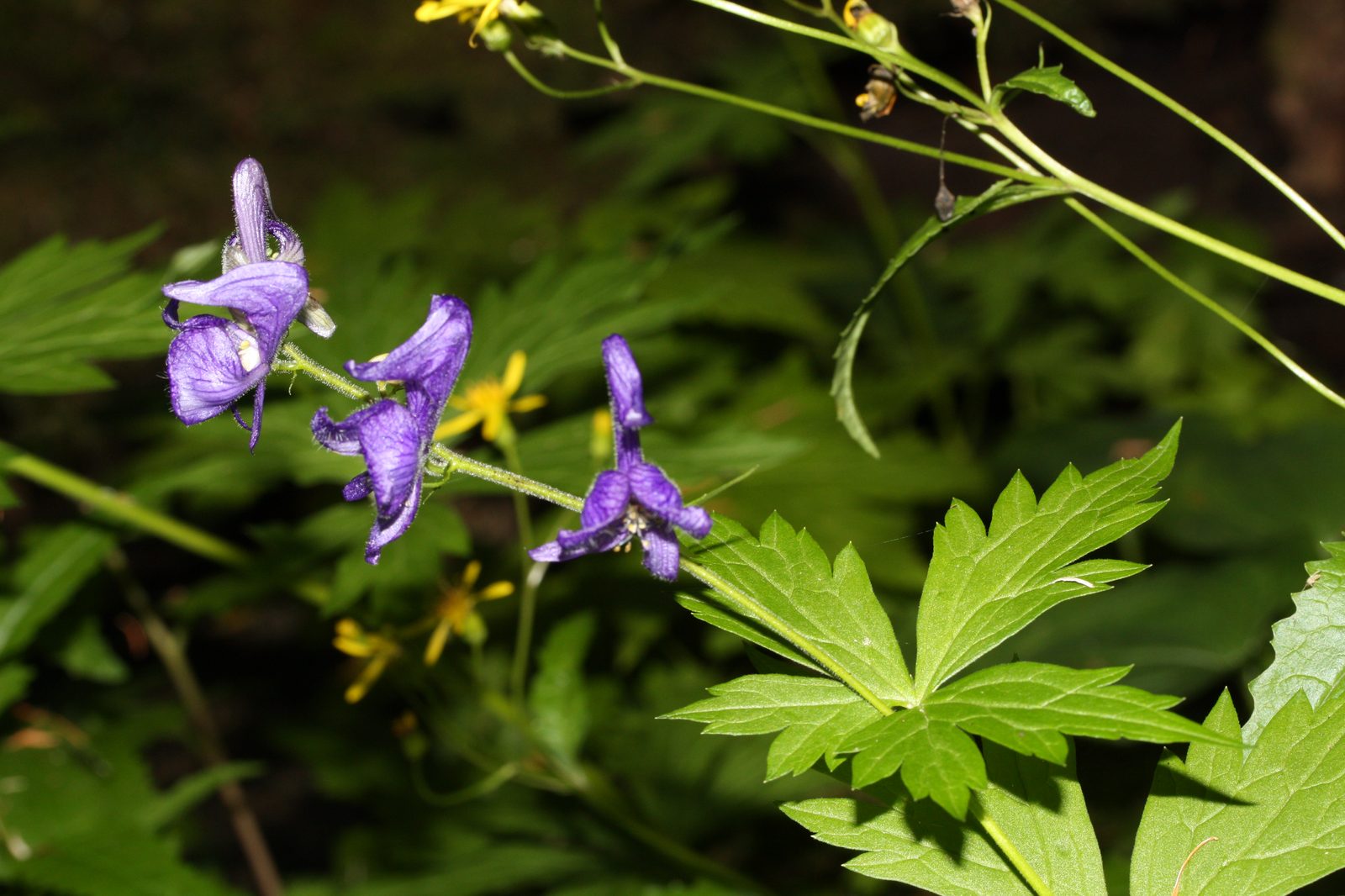 Columbian Monkshood (Aconitum columbianum) plant