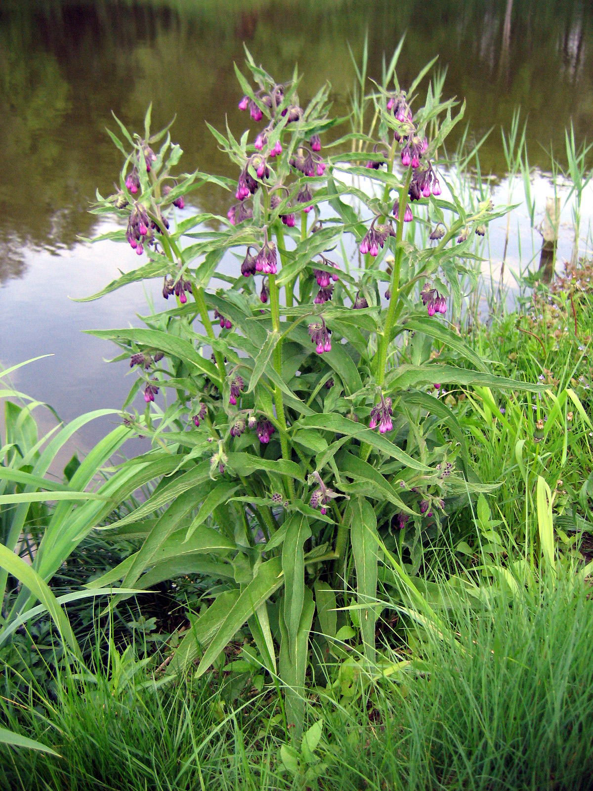 Comfrey (Symphytum officinale) plant