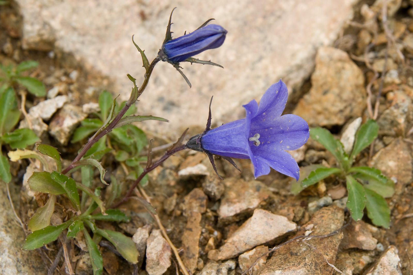 Common Alaska Harebell (Campanula lasiocarpa) plant