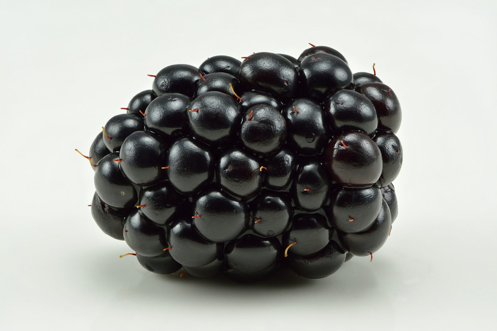 Common Blackberry (Rubus fruticosus) plant