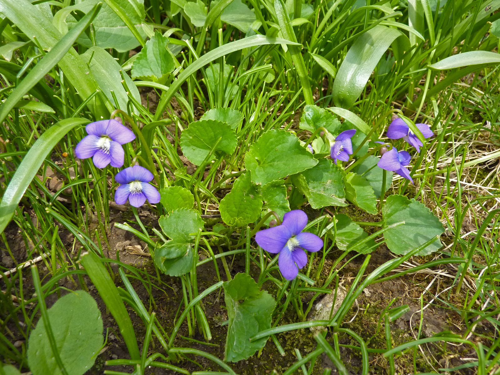 Common Blue Violet (Viola sororia) plant