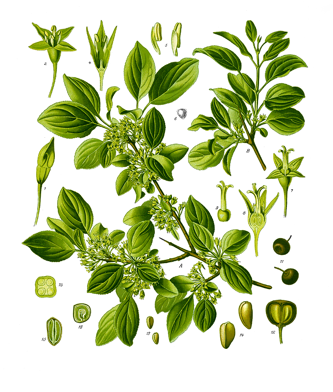 Common Buckthorn (Rhamnus cathartica) plant