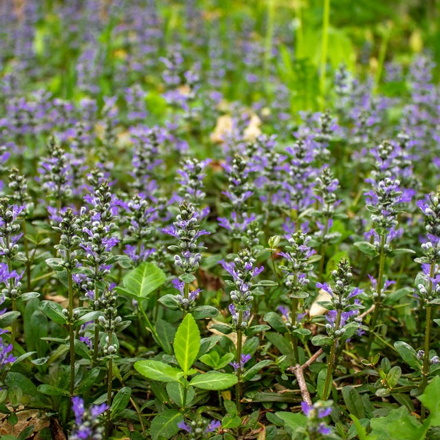 common bugle (Ajuga reptans) plant — close-up photo