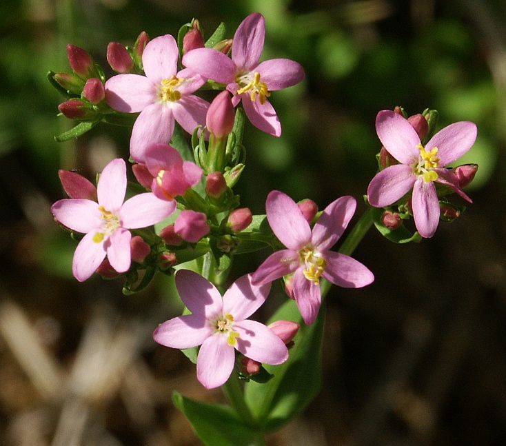 Common Centaury (Centaurium erythraea) plant