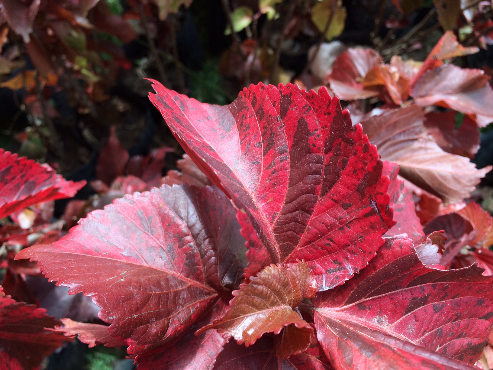 Common Copperleaf (Acalypha wilkesiana) plant
