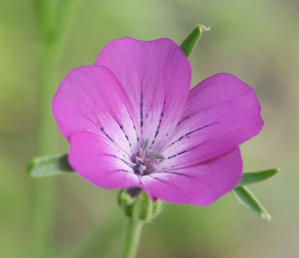 Common Corncockle (Agrostemma githago) plant