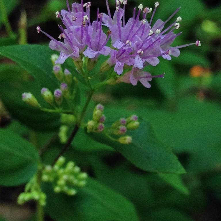 common dittany (Cunila origanoides) plant — close-up photo