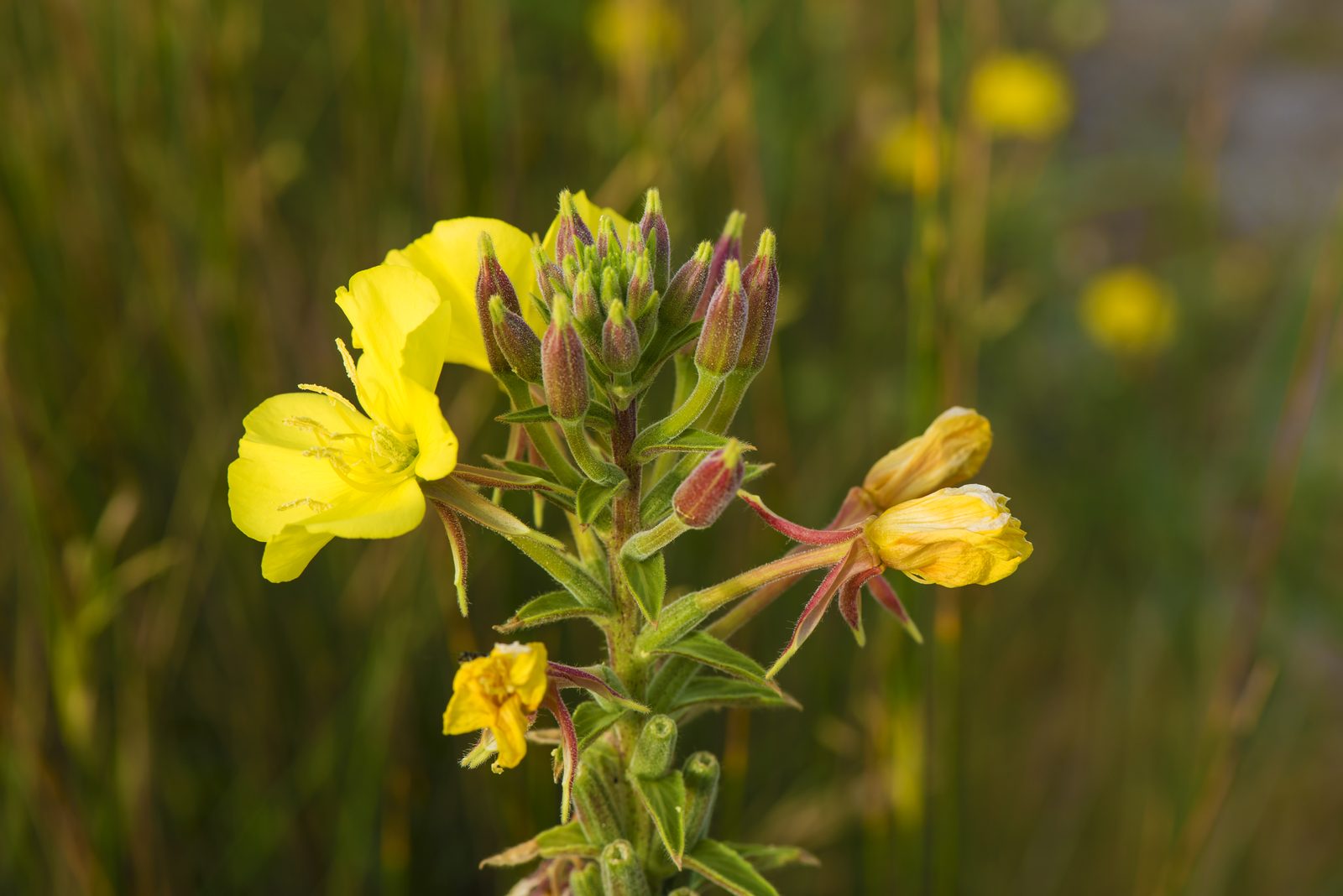 Common Evening Primrose (Oenothera biennis) plant