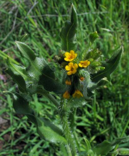 Common Fiddleneck (Amsinckia menziesii) plant
