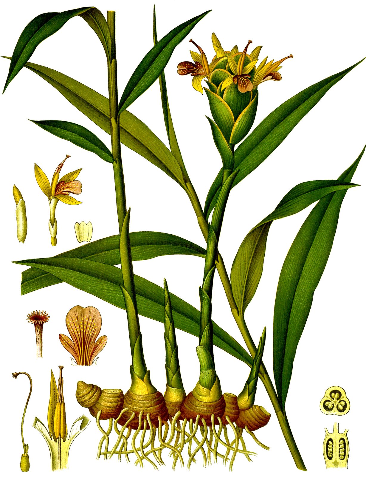 Common Ginger (Zingiber officinale) plant