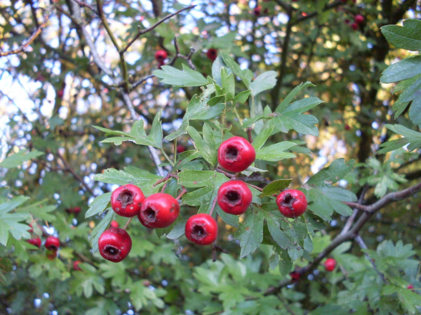 Common Hawthorn (Crataegus monogyna) plant