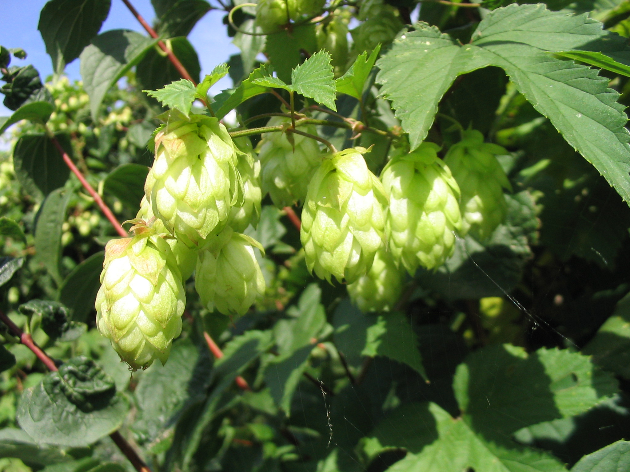 Common Hop (Humulus lupulus) plant
