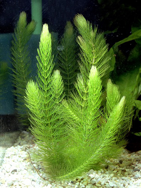 Common Hornwort (Ceratophyllum demersum) plant