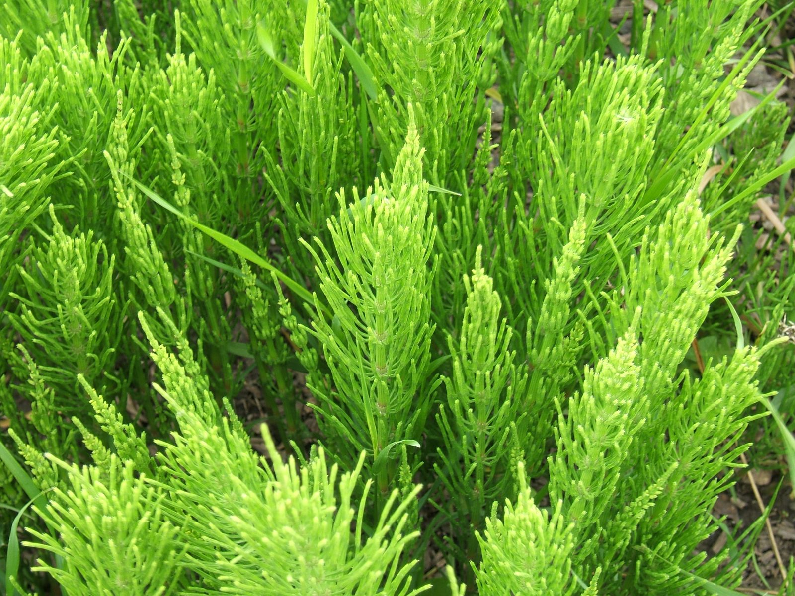 Common Horsetail (Equisetum arvense) plant