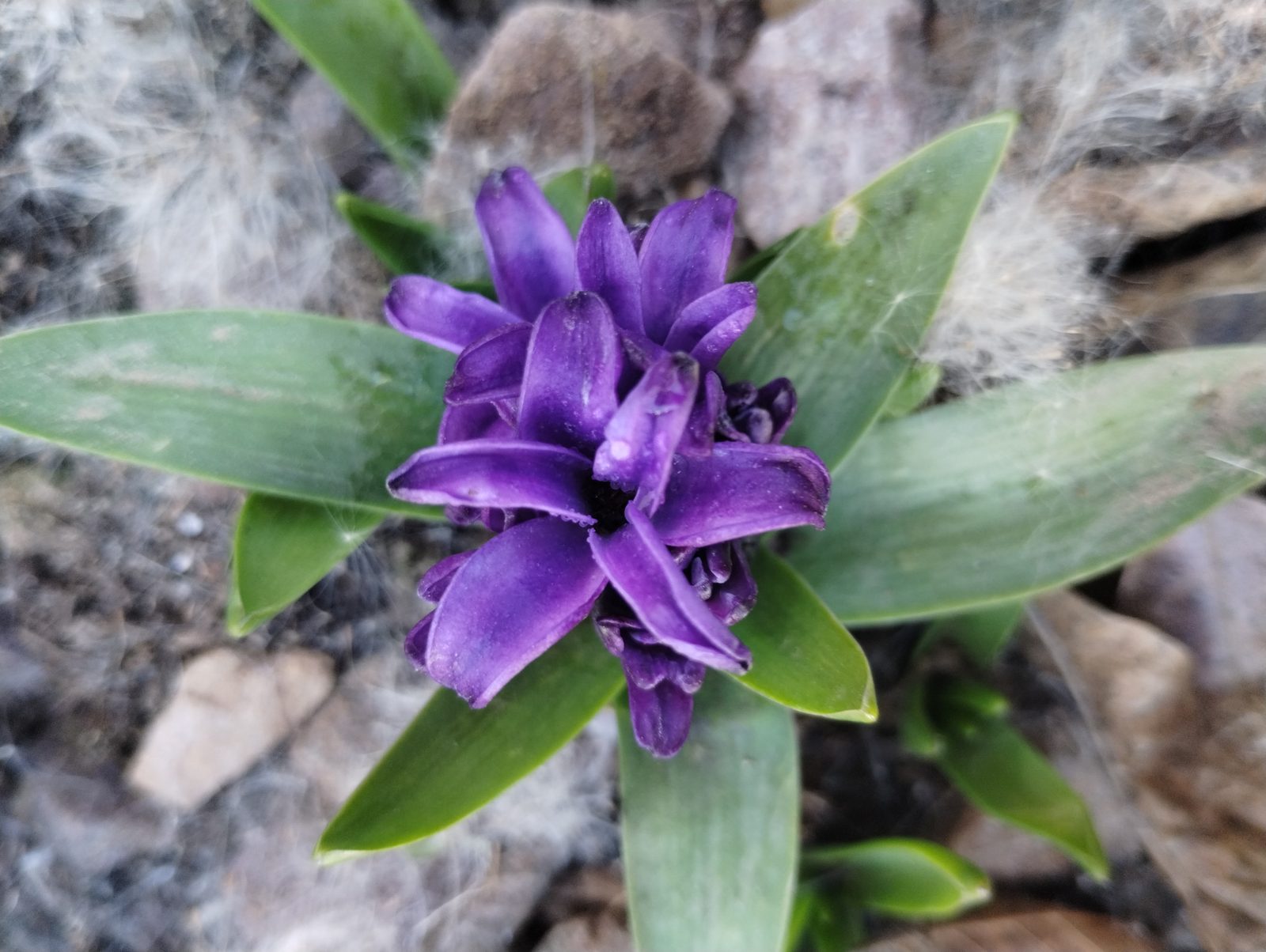 Common Hyacinth (Hyacinthus orientalis) plant